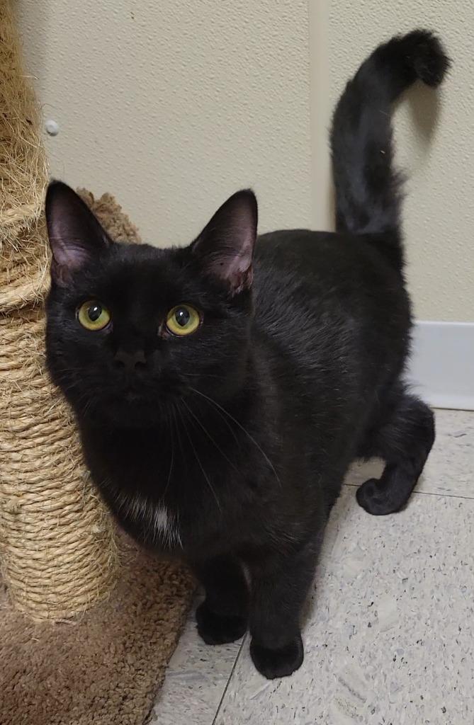 JAM, Adoptable, Young Male Domestic Short Hair.