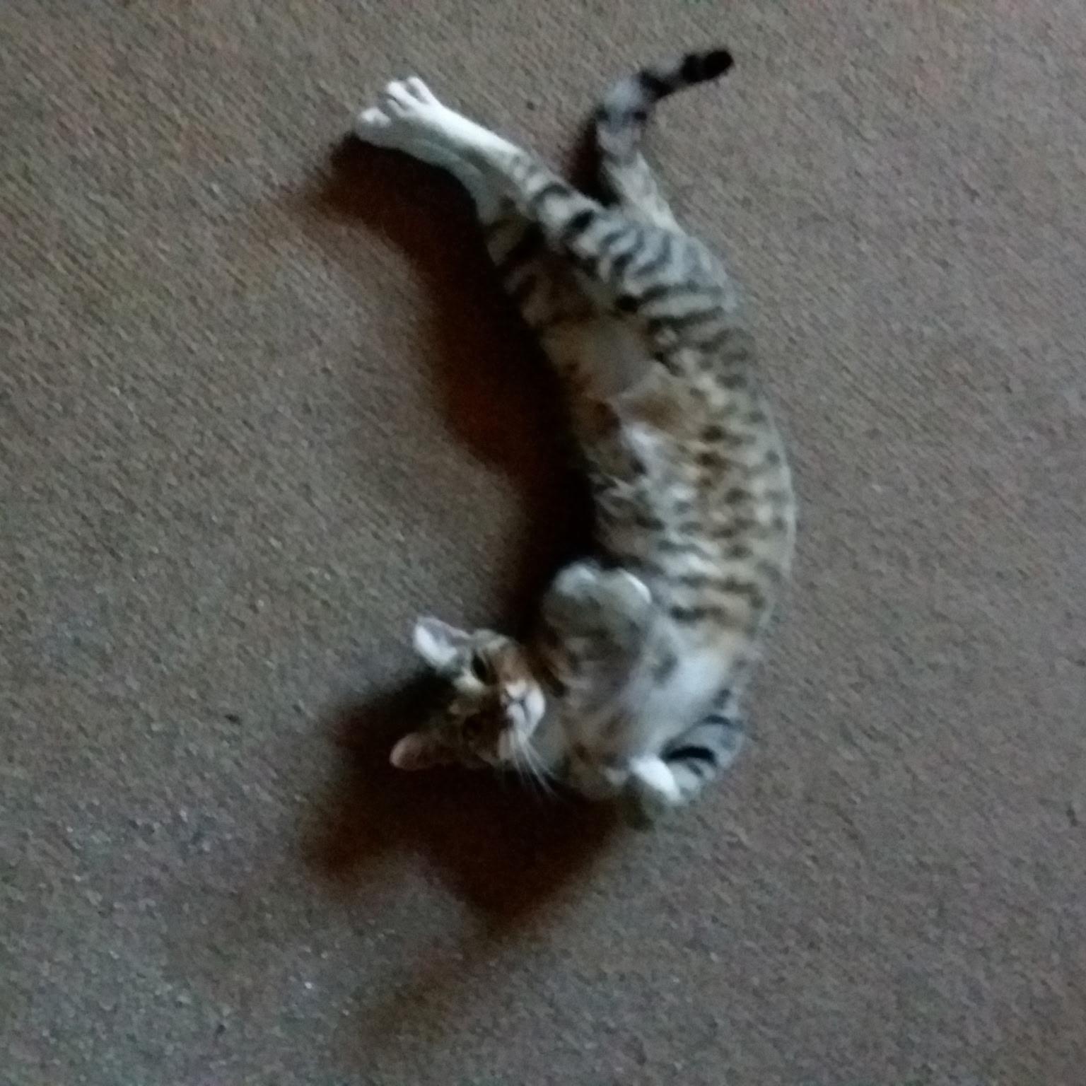 Tiger [Garden, Shop, Warehouse or Office Cat]