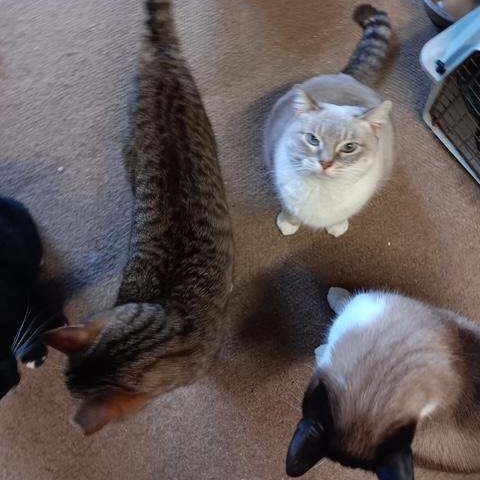 Enlarge Tiger [Garden, Shop, Warehouse or Office Cat], a Adoptable mixed breed in Benicia, CA image 3/6