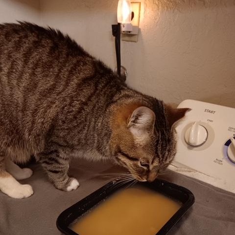 Enlarge Tiger [Garden, Shop, Warehouse or Office Cat], a Adoptable mixed breed in Benicia, CA image 2/6