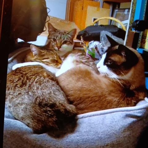 Enlarge Tiger [Garden, Shop, Warehouse or Office Cat], a Adoptable mixed breed in Benicia, CA image 6/6