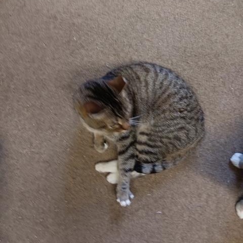 Tiger [Garden, Shop, Warehouse or Office Cat]