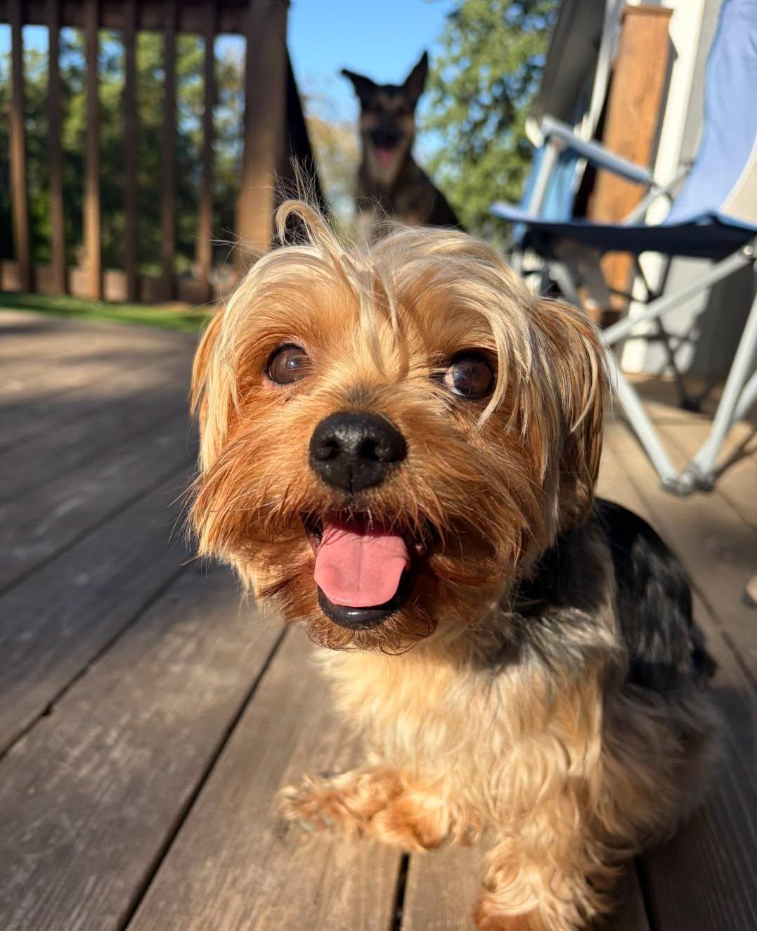 Teddy, Adopted, Young Male Yorkshire Terrier.