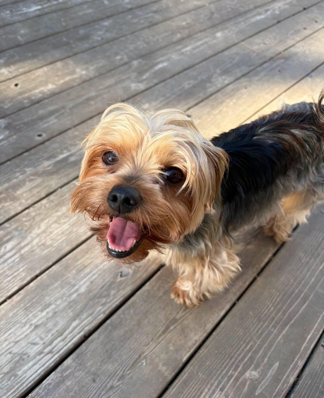 Enlarge Teddy, a Adopted Yorkshire Terrier in Lincoln, NE image 3/3