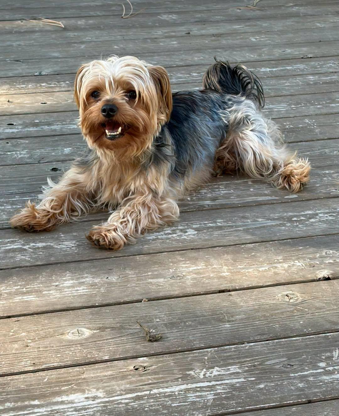 Enlarge Teddy, a Adopted Yorkshire Terrier in Lincoln, NE image 2/3