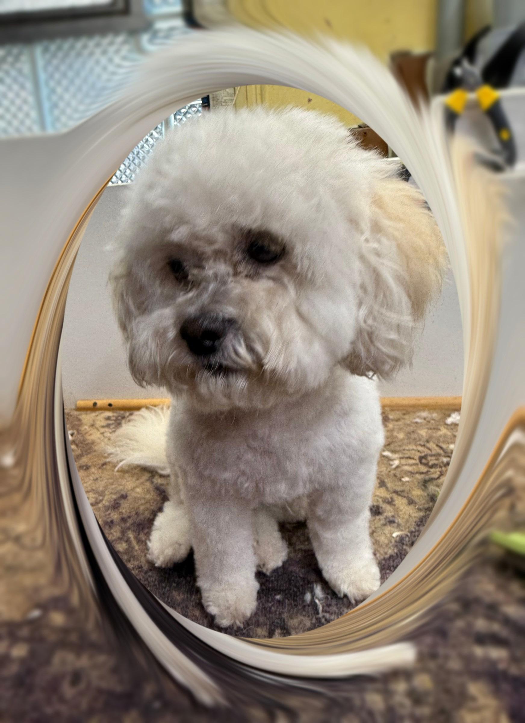 Rugby - IL, Adoptable, Adult Male Bichon Frise.