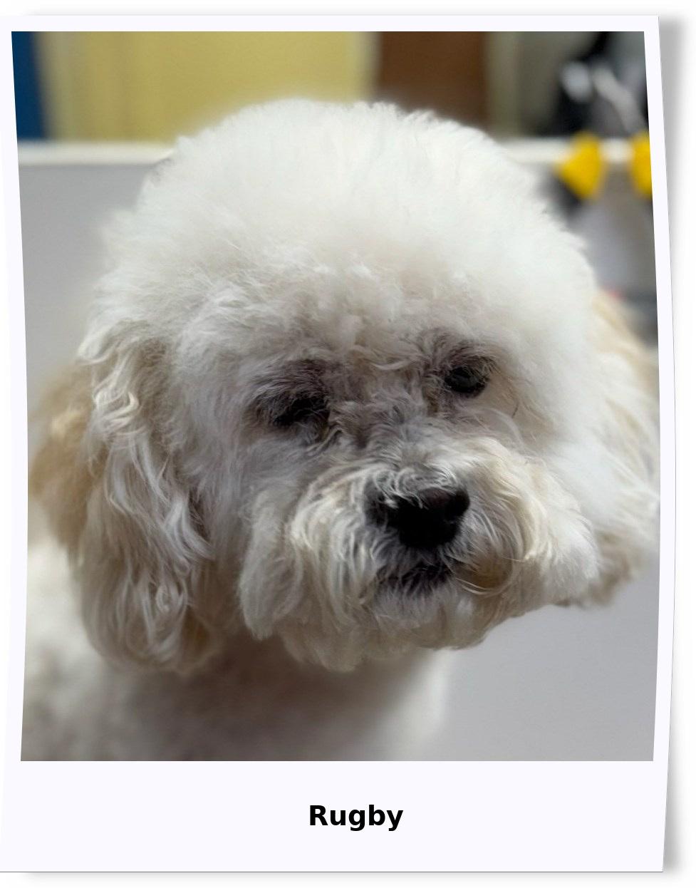 Rugby - IL, a Adoptable Bichon Frise in Chicago, IL image 2/3