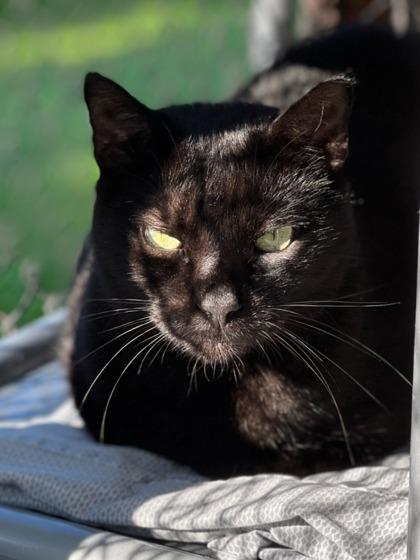 Ronald, Adoptable, Adult Male Domestic Short Hair & Domestic Short Hair.