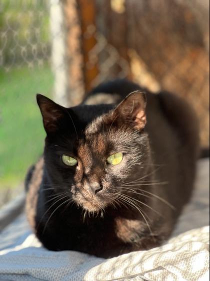 Ronald, a Adoptable Domestic Short Hair in New Freedom, PA image 3/5