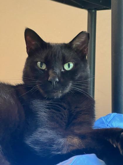 Ronald, a Adoptable Domestic Short Hair in New Freedom, PA image 3/3