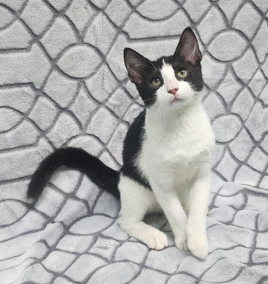 260974  Jordan, Adoptable, Kitten Male Domestic Short Hair.