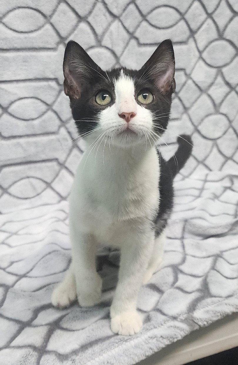 Enlarge 260974  Jordan, a Adoptable Domestic Short Hair in Wetumpka, AL image 2/3