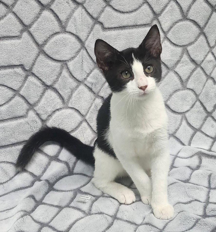 Enlarge 260974  Jordan, a Adoptable Domestic Short Hair in Wetumpka, AL image 3/3