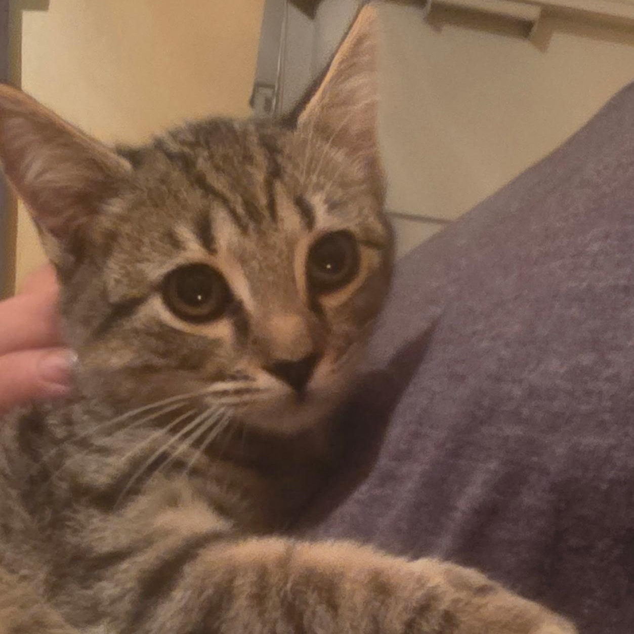 Enlarge Lynxie, a ADOPTABLE Domestic Short Hair in Beaufort, SC image 3/6