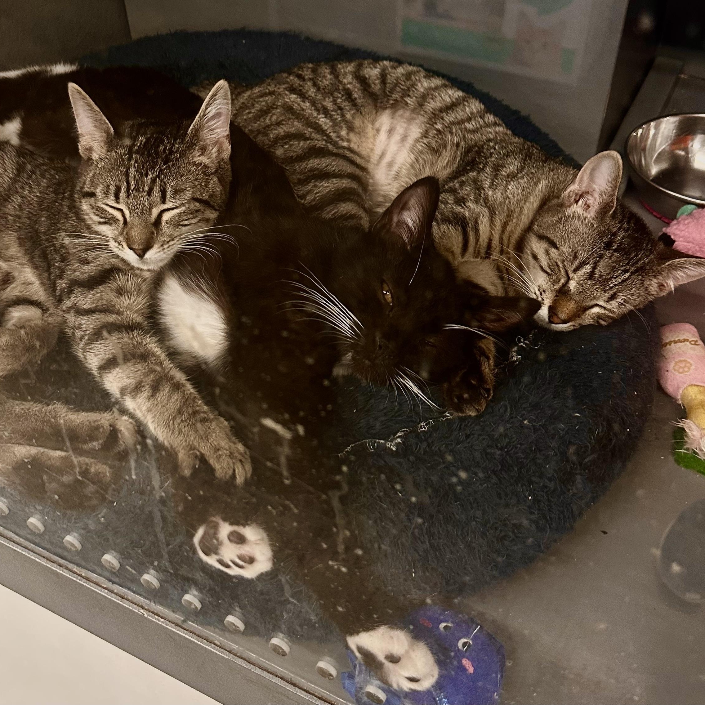 Enlarge Lynxie, a ADOPTABLE Domestic Short Hair in Beaufort, SC image 6/6