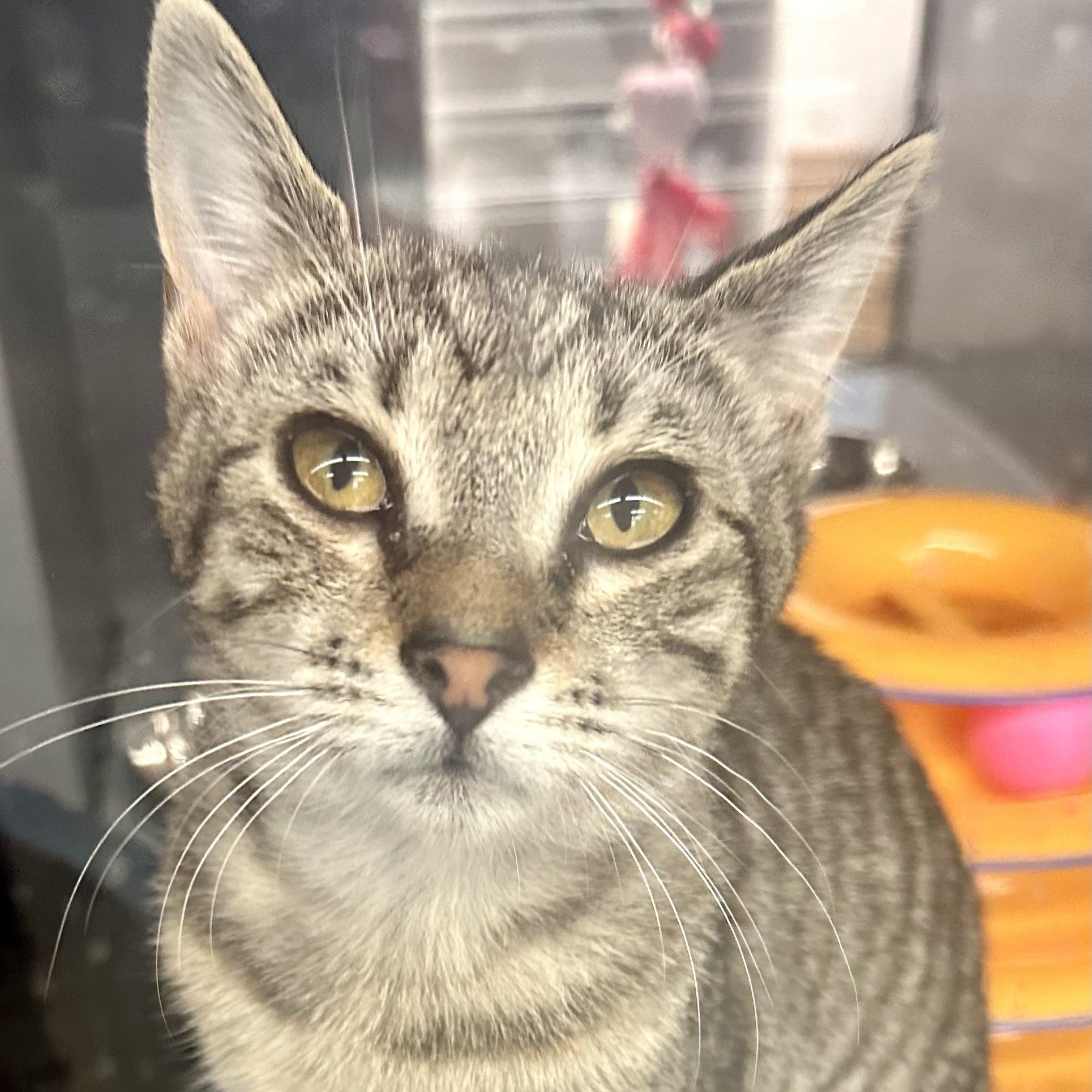 Enlarge Lynxie, a ADOPTABLE Domestic Short Hair in Beaufort, SC image 1/6