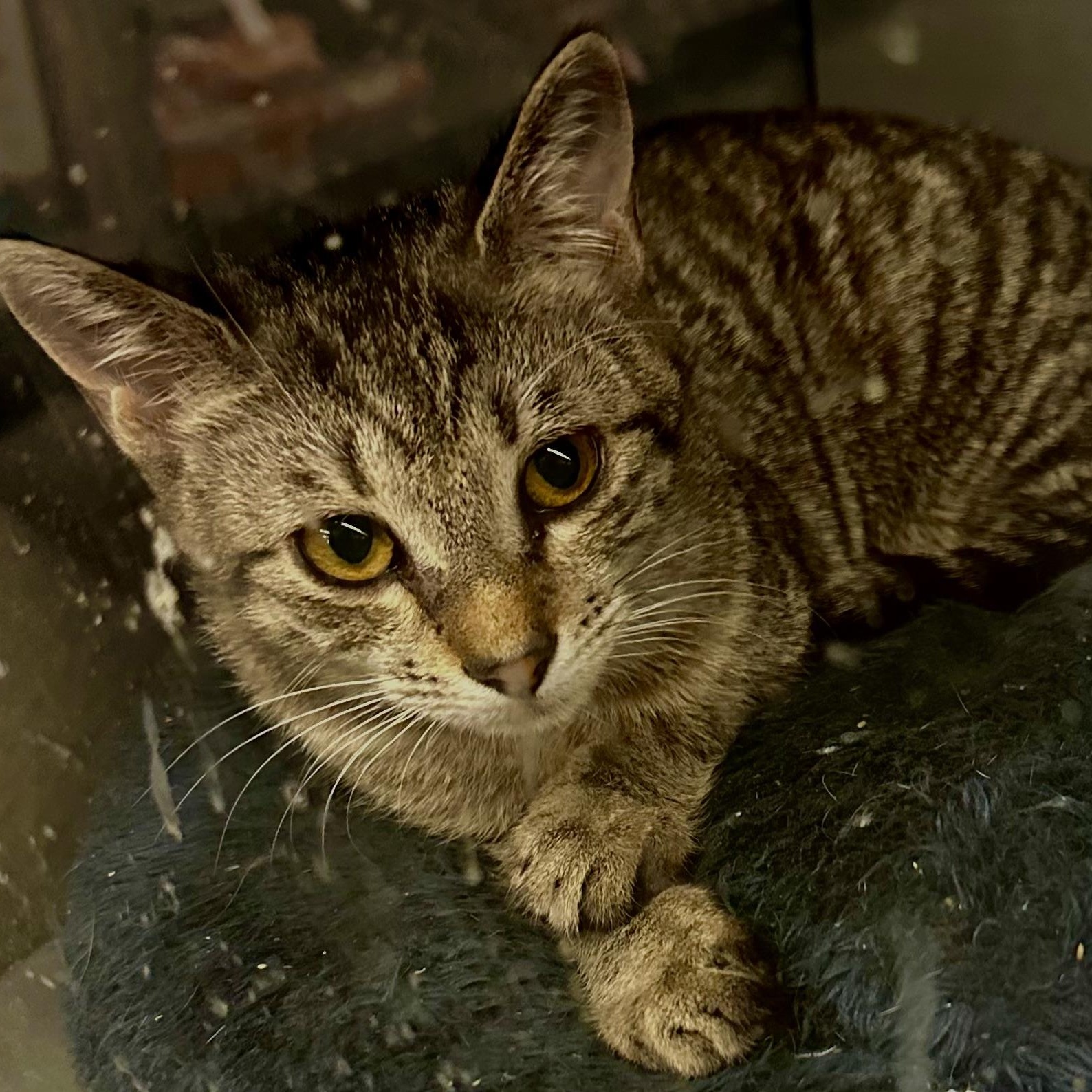 Enlarge Lynxie, a ADOPTABLE Domestic Short Hair in Beaufort, SC image 2/6