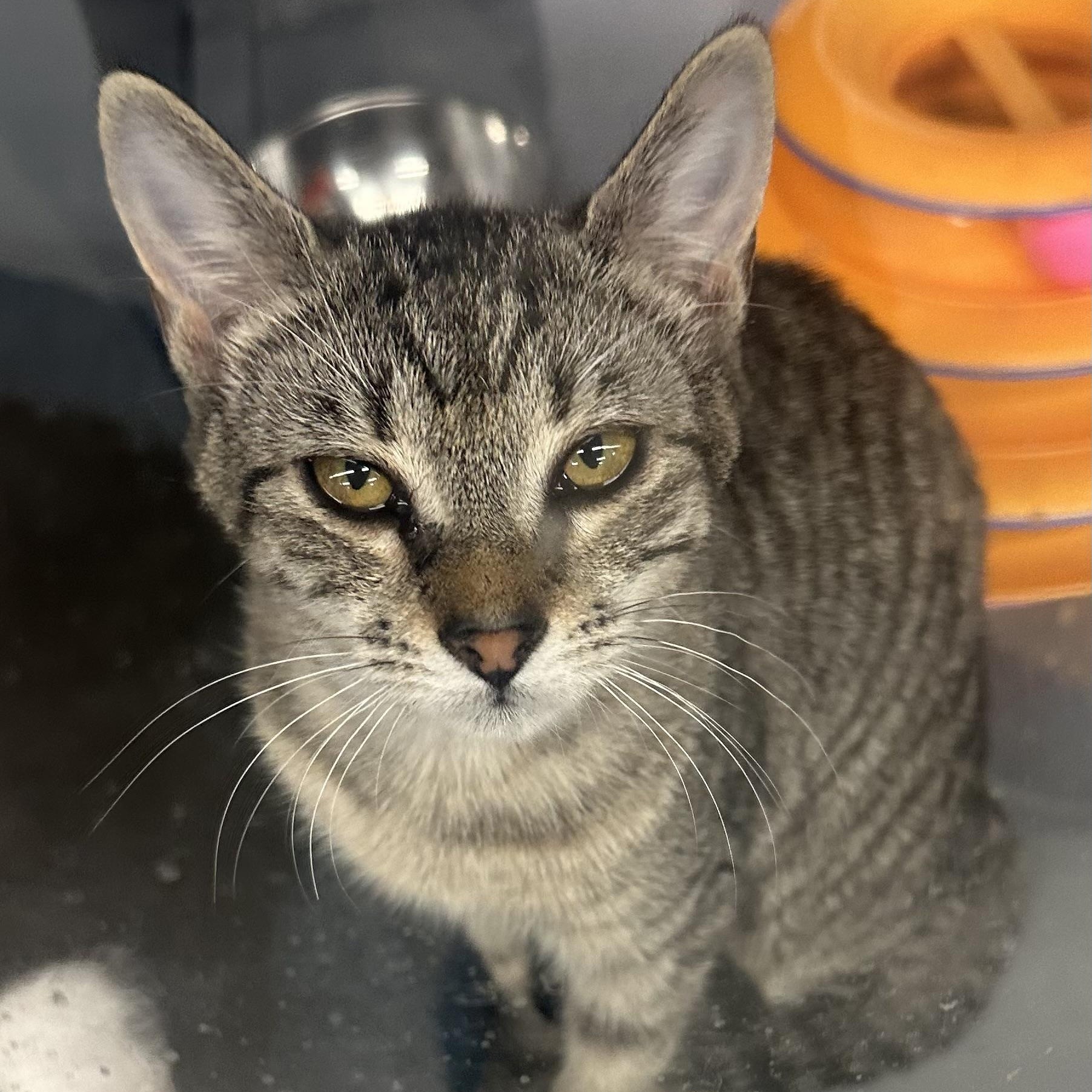 Enlarge Lynxie, a ADOPTABLE Domestic Short Hair in Beaufort, SC image 4/6