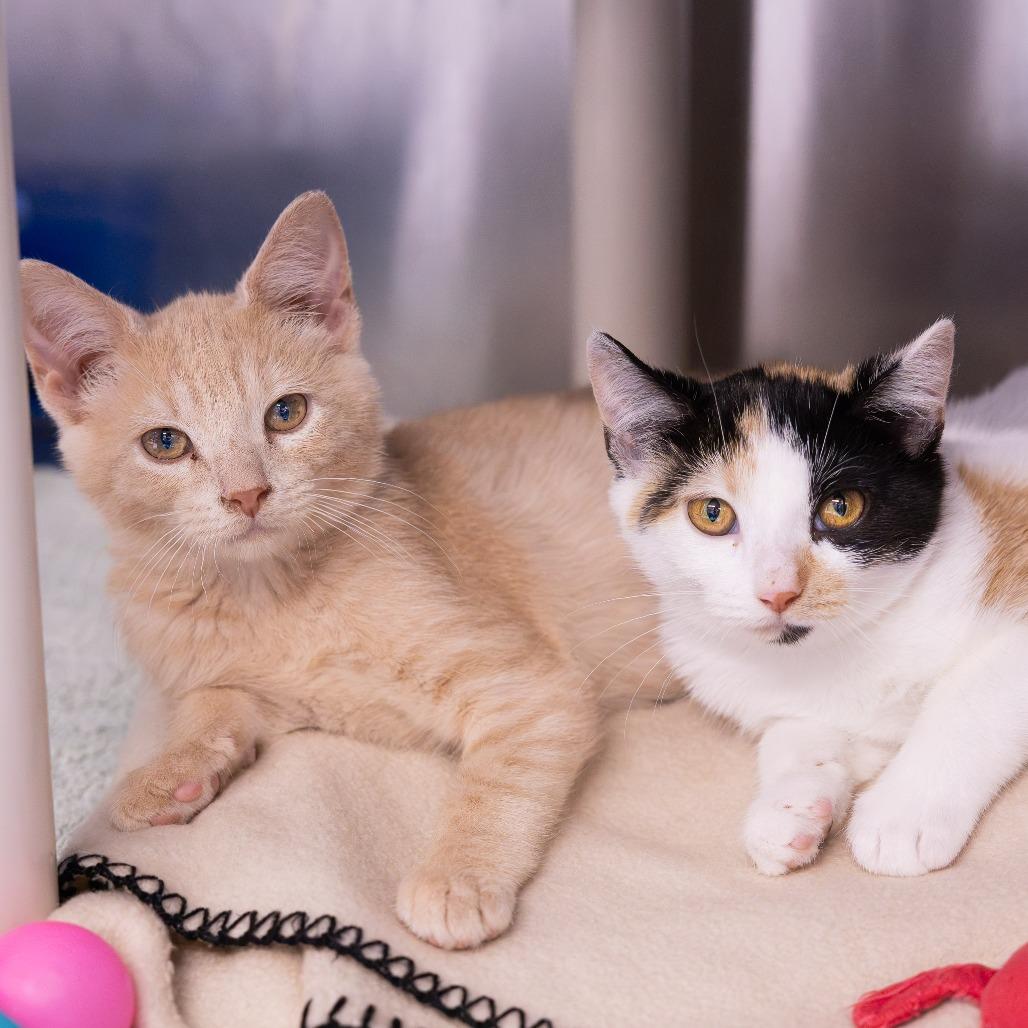 Valkyrie, Adoptable, Kitten Female Domestic Short Hair.
