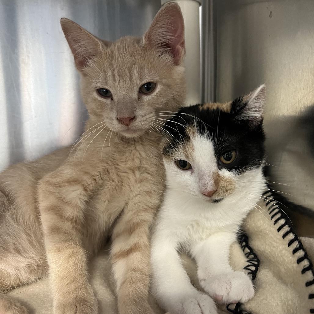 Enlarge Valkyrie, a Adoptable Domestic Short Hair in Mentor, OH image 3/4