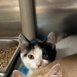 Enlarge Valkyrie, a Adoptable Domestic Short Hair in Mentor, OH image 4/4
