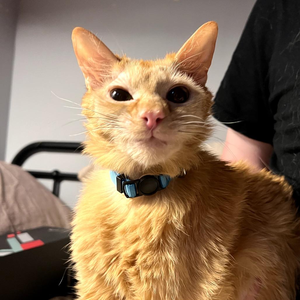 Cheddar Bay Biscuit, Adoptable, Senior Male Domestic Medium Hair.