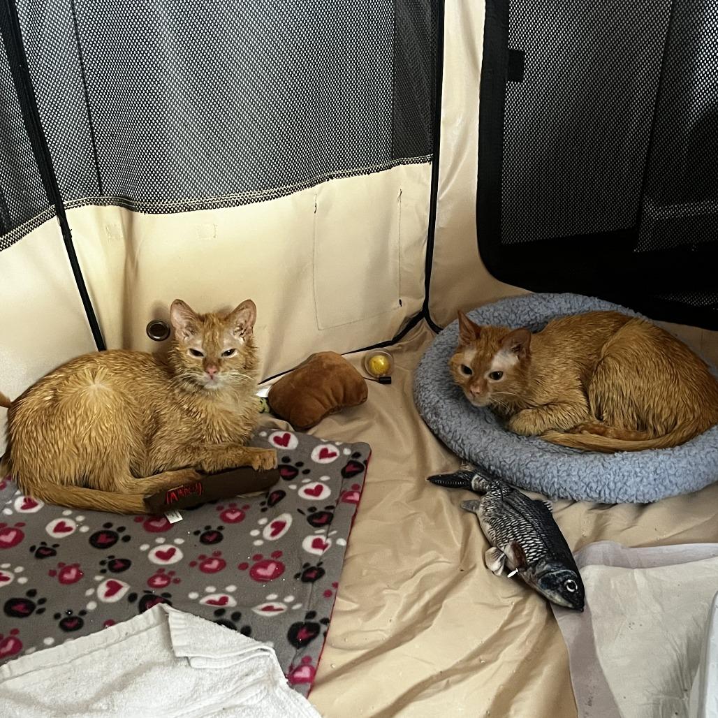 Cheddar Bay Biscuit, a Adoptable Domestic Medium Hair in Evanston, IL image 3/6