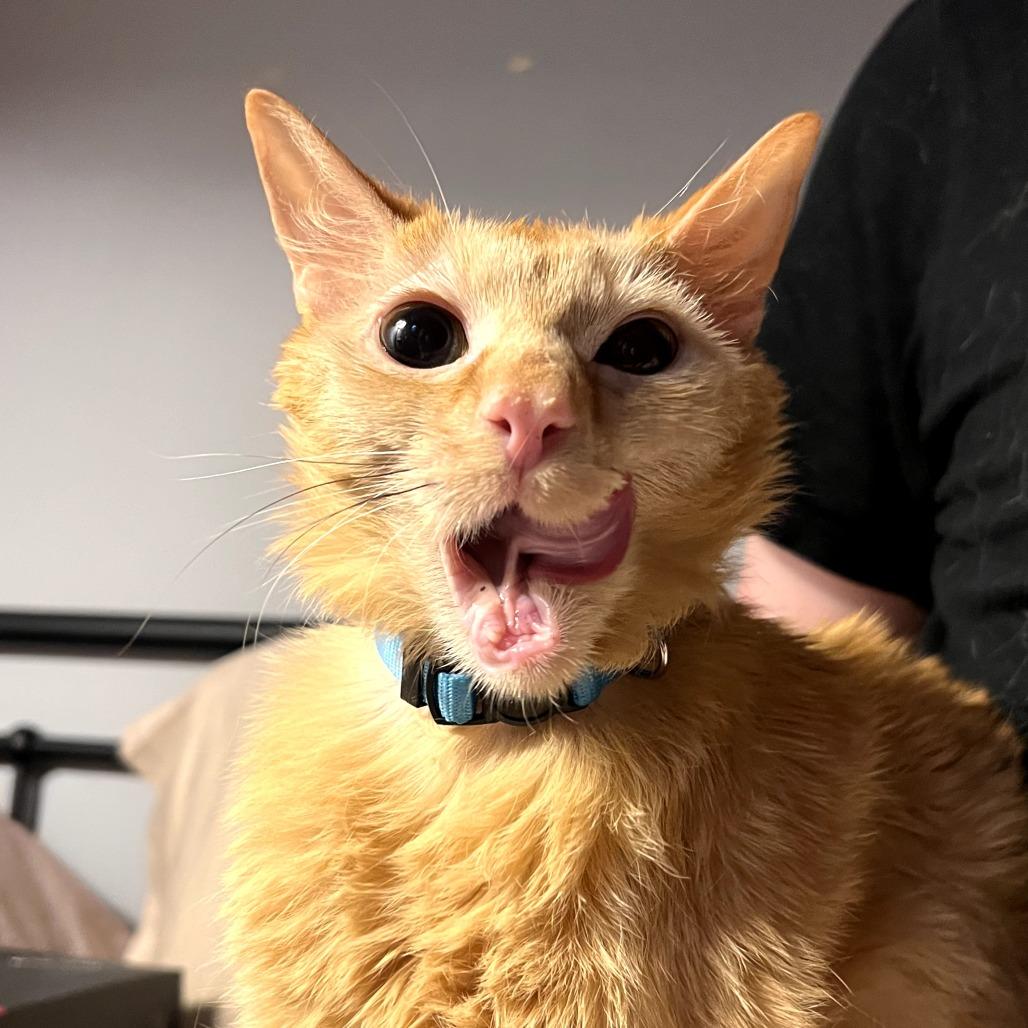 Cheddar Bay Biscuit, a Adoptable Domestic Medium Hair in Evanston, IL image 4/6