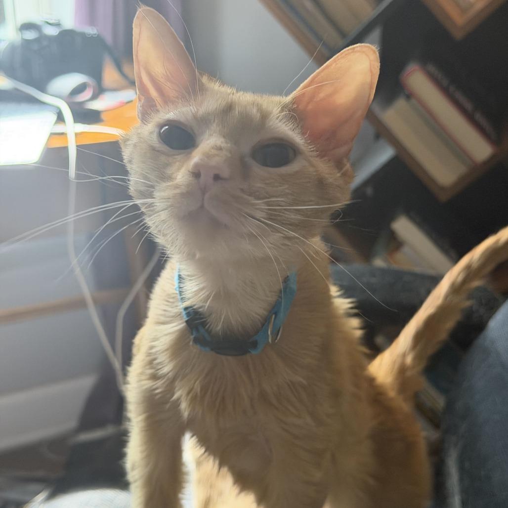 Cheddar Bay Biscuit, a Adoptable Domestic Medium Hair in Evanston, IL image 2/6