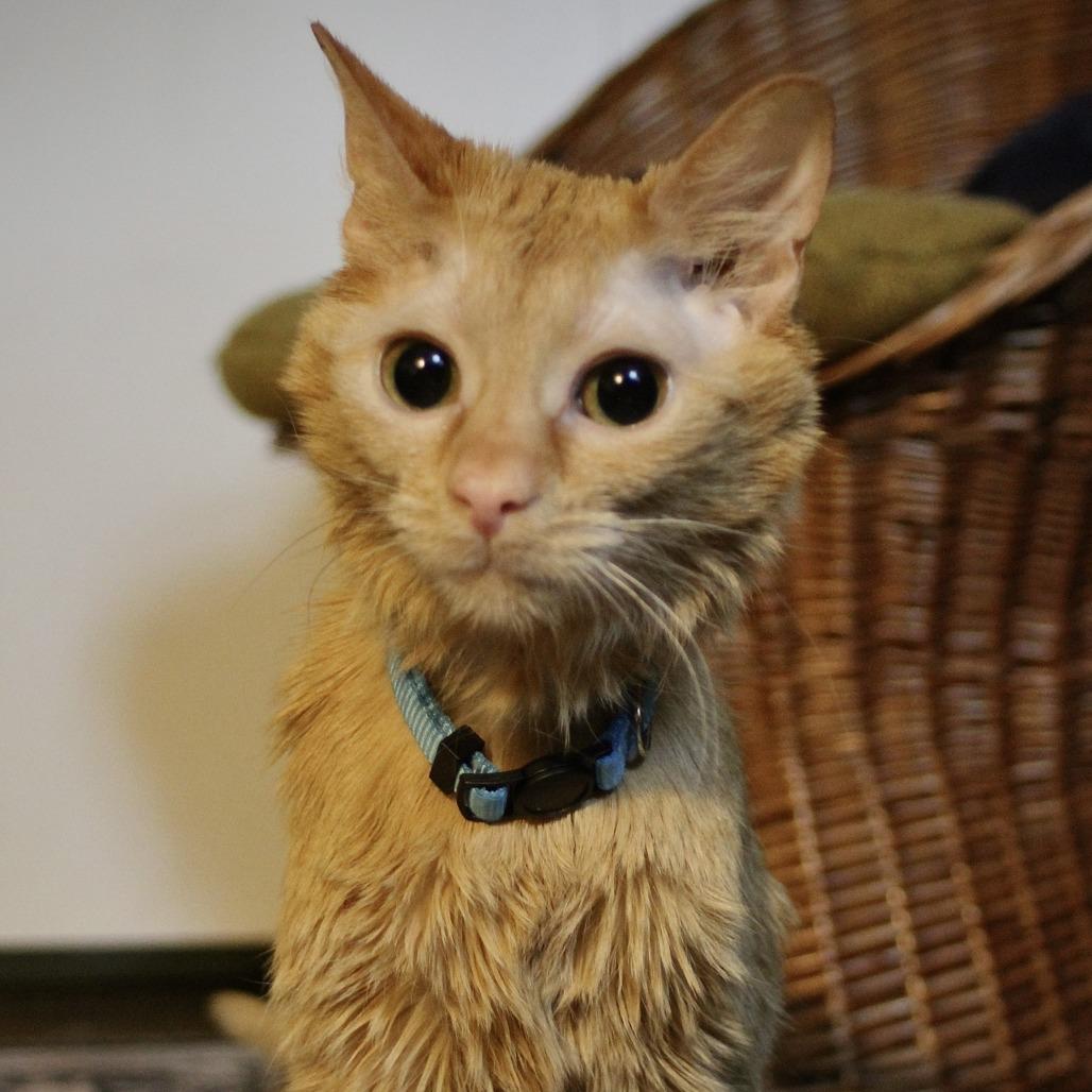 Cheddar Bay Biscuit, a Adoptable Domestic Medium Hair in Evanston, IL image 5/6