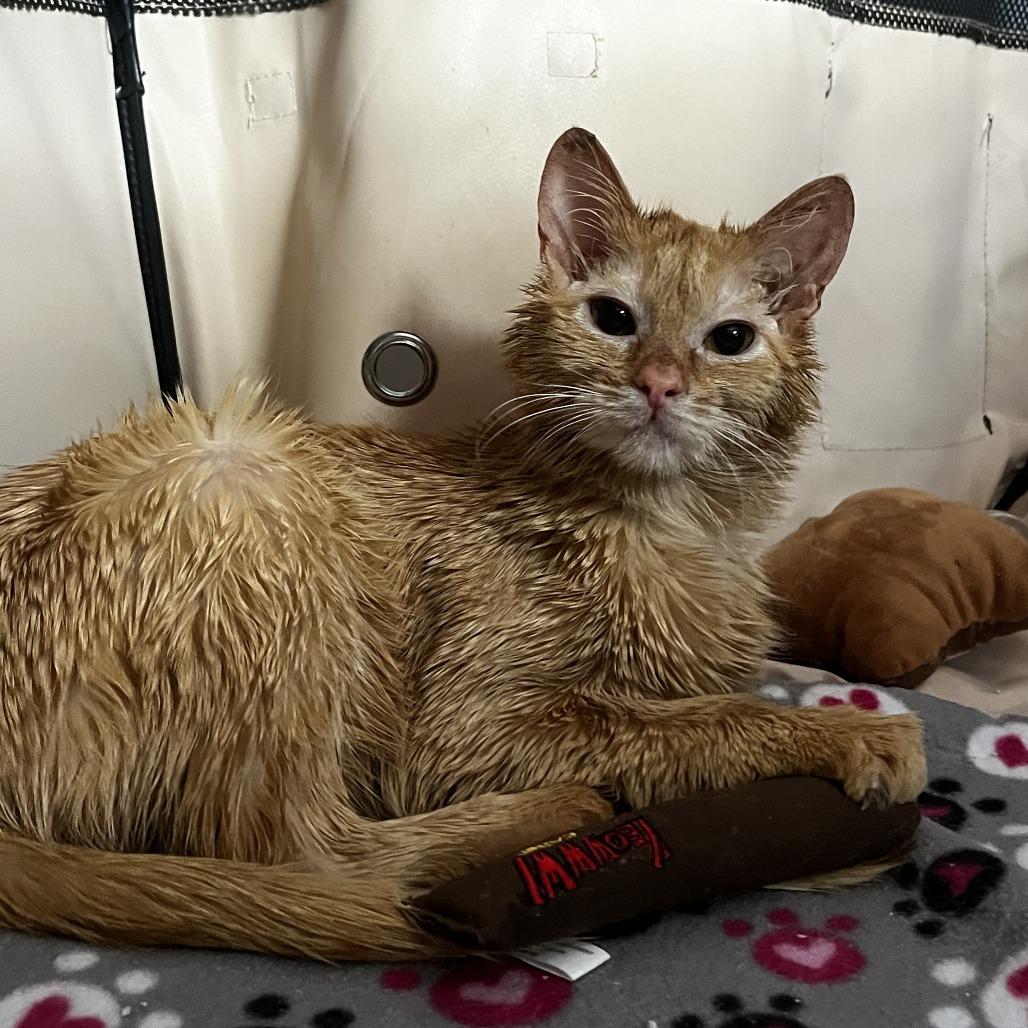 Cheddar Bay Biscuit, a Adoptable Domestic Medium Hair in Evanston, IL image 6/6