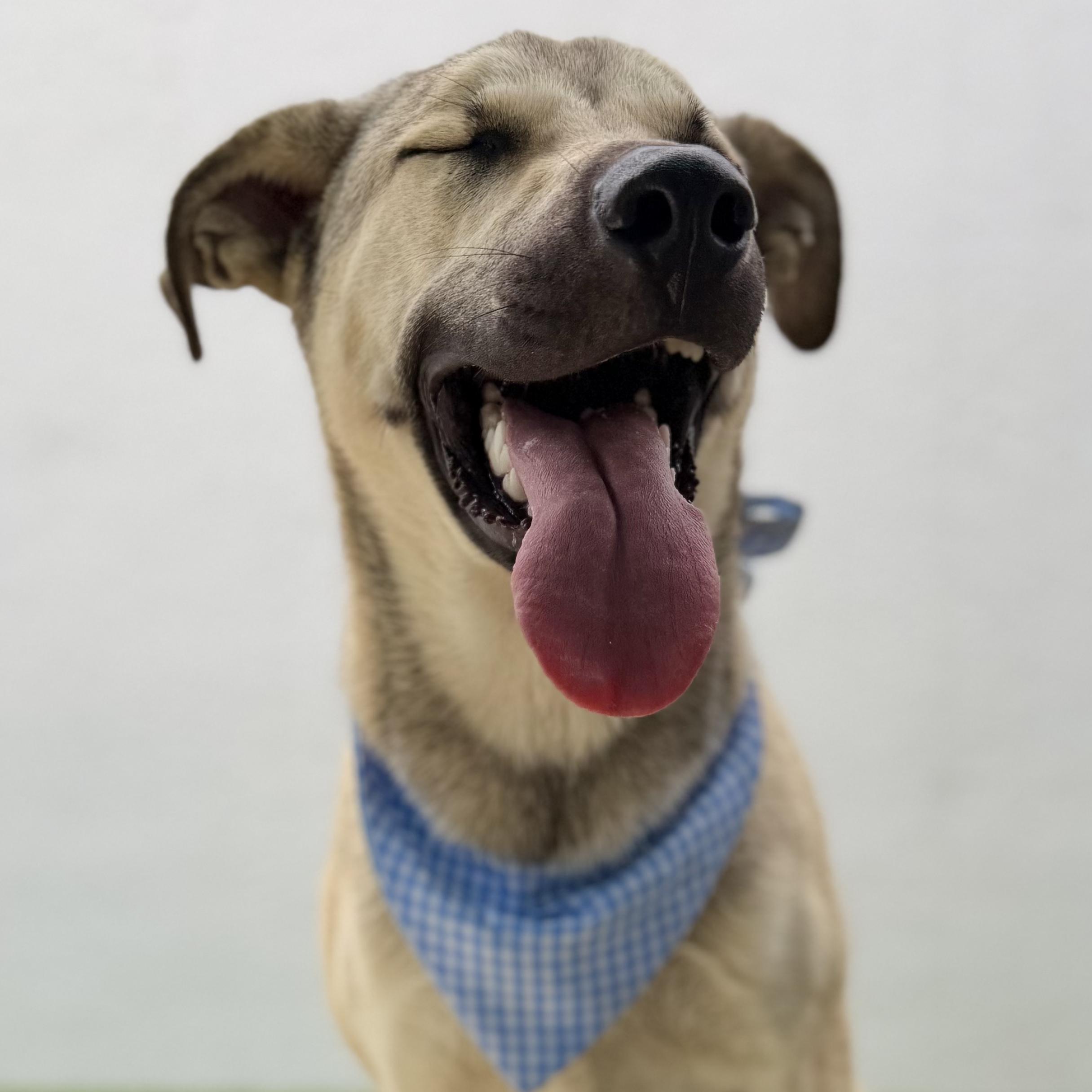 Enlarge BABY BLUE, a ADOPTABLE mixed breed in La Jolla, CA image 4/6