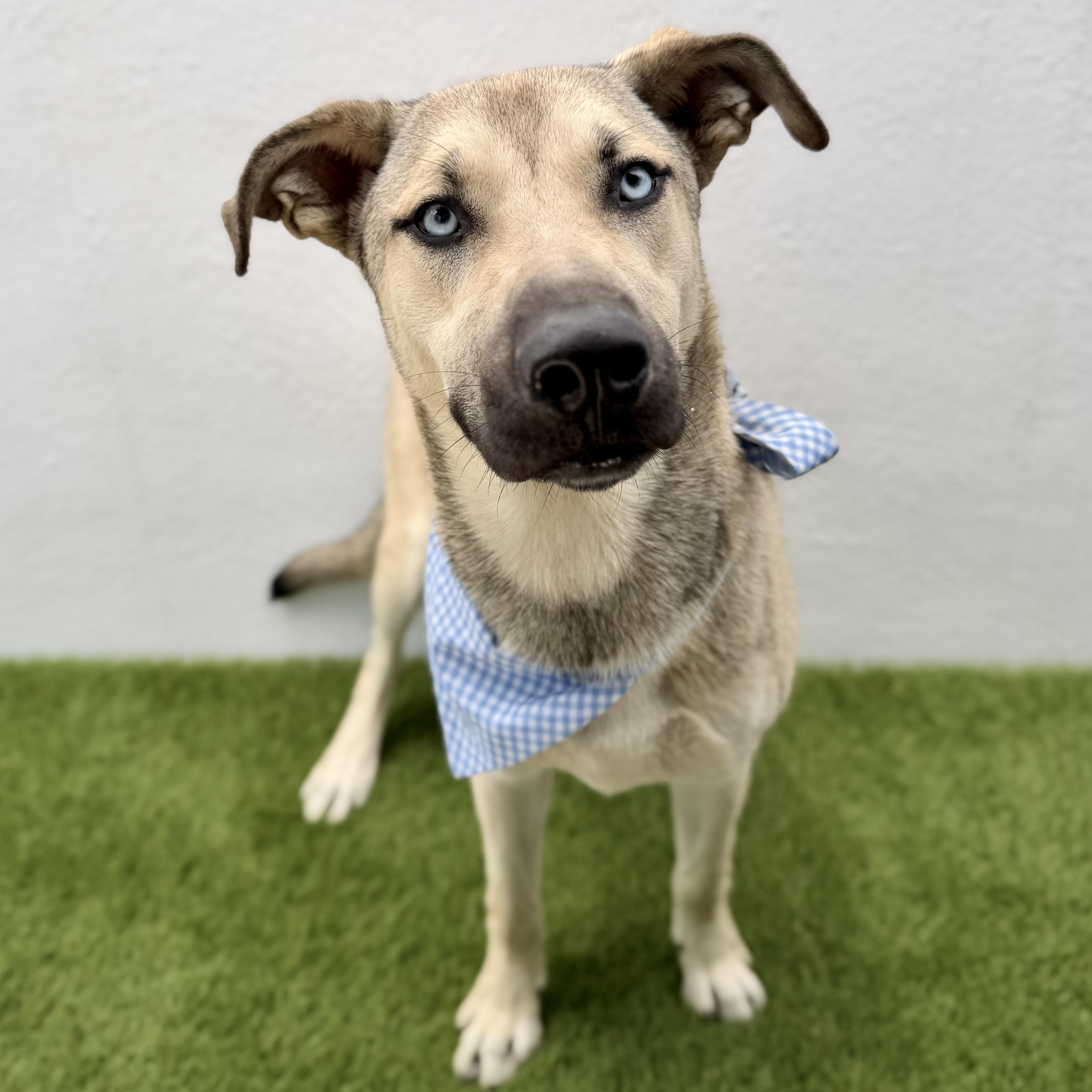 Enlarge BABY BLUE, a ADOPTABLE mixed breed in La Jolla, CA image 2/6