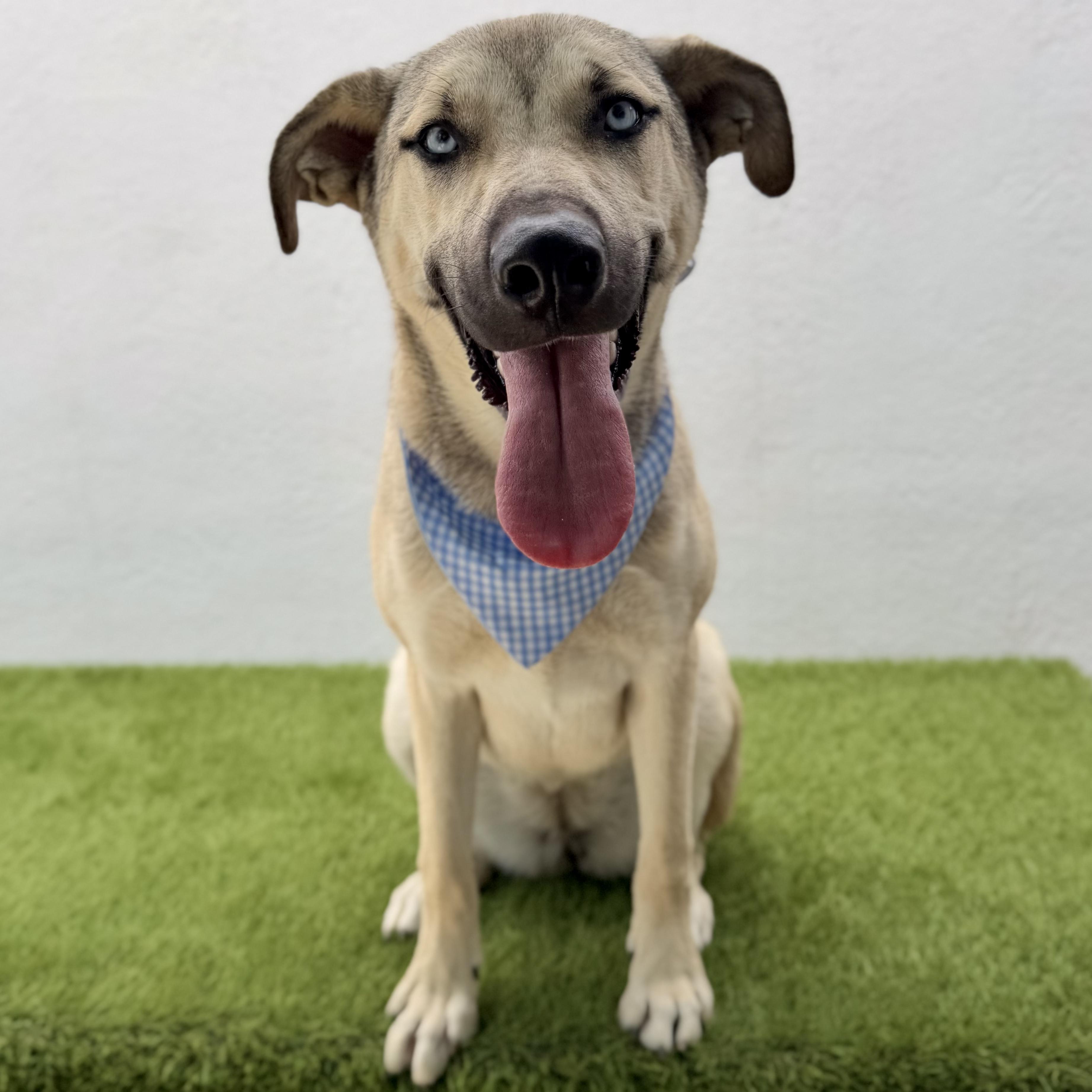 Enlarge BABY BLUE, a ADOPTABLE mixed breed in La Jolla, CA image 5/6