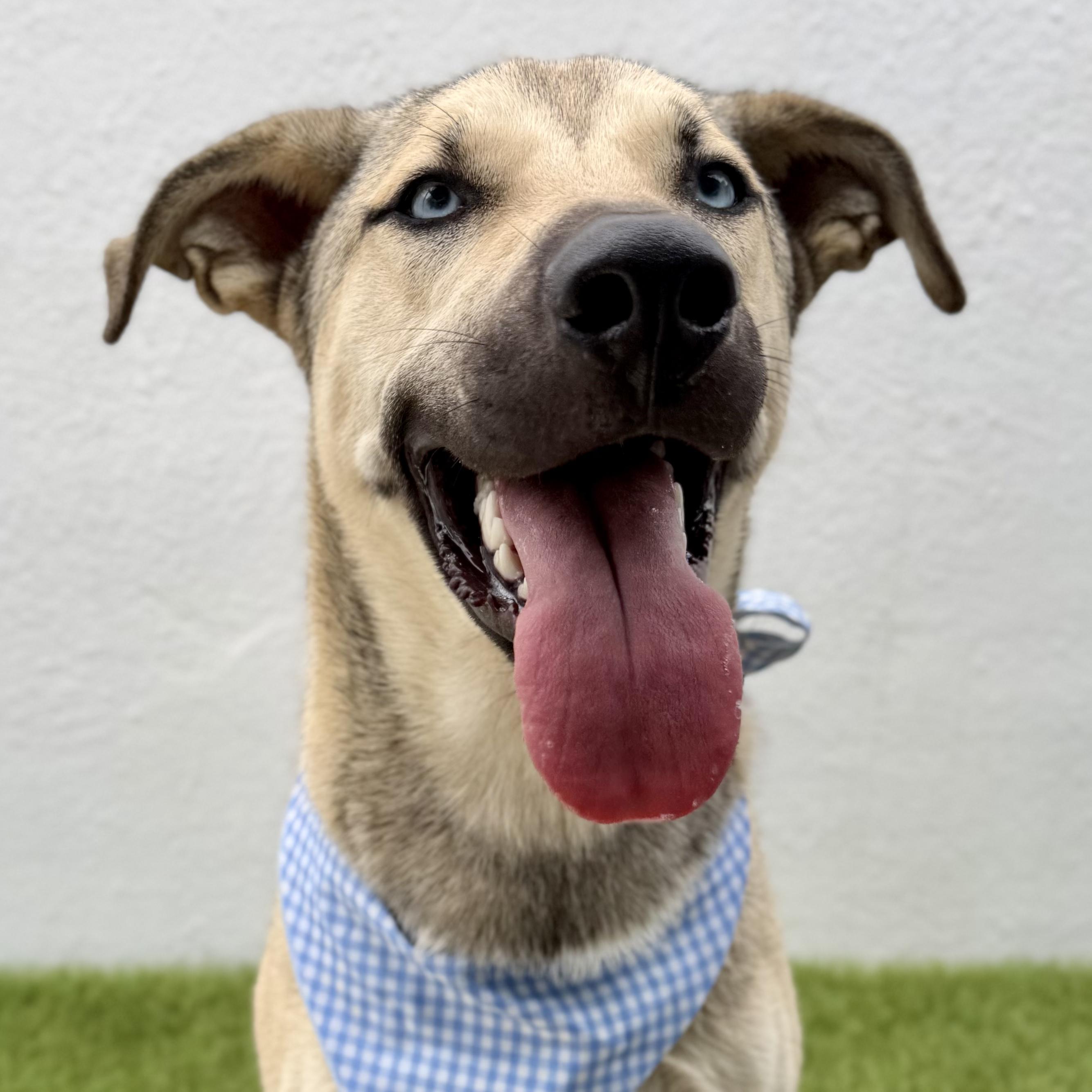 Enlarge BABY BLUE, a ADOPTABLE mixed breed in La Jolla, CA image 1/6