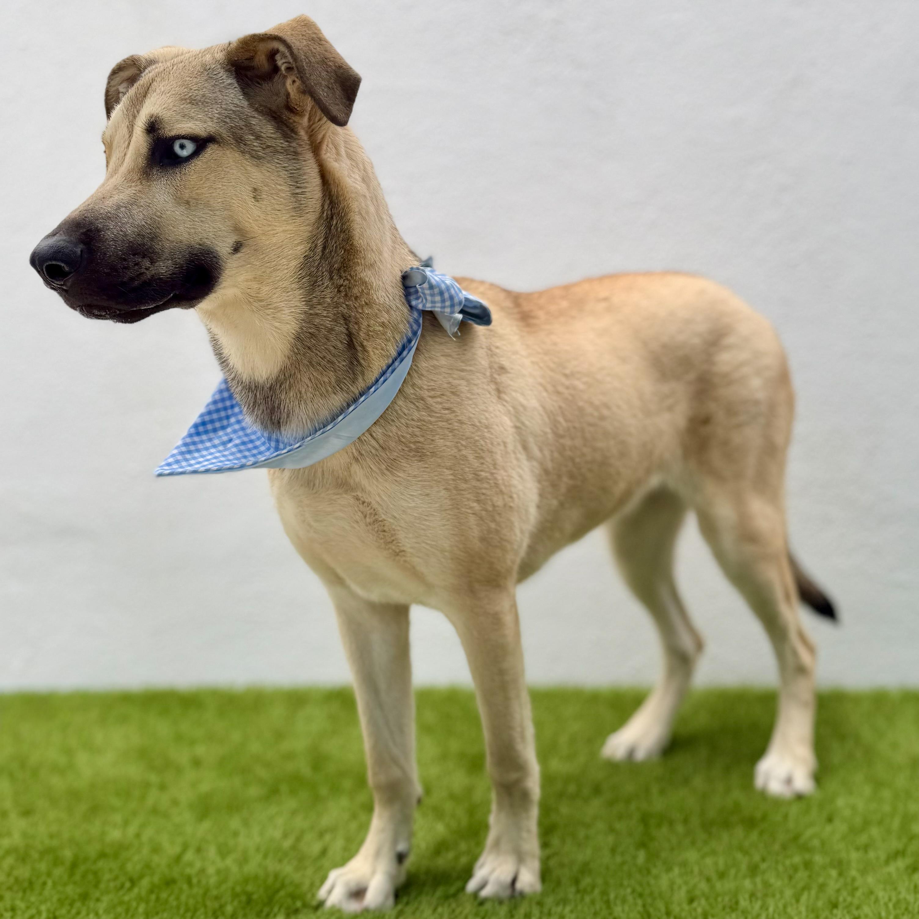 Enlarge BABY BLUE, a ADOPTABLE mixed breed in La Jolla, CA image 3/6