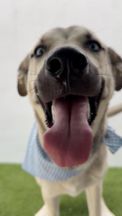 Enlarge BABY BLUE, a ADOPTABLE mixed breed in La Jolla, CA video 6/6