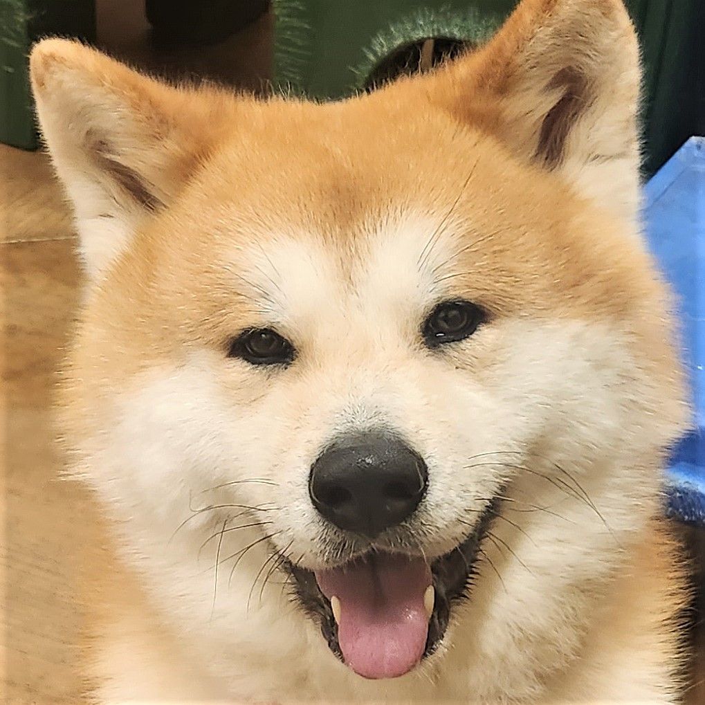 PONYO , Adult Male Akita