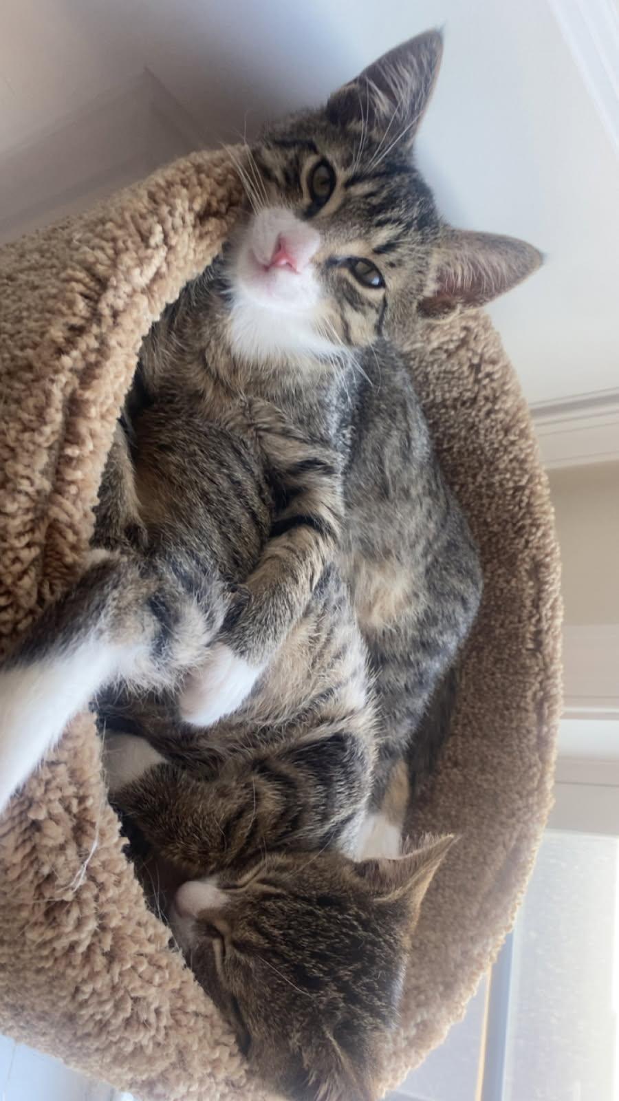 Enlarge Flapjack and Pancake, a Adopted mixed breed in West New York, NJ image 2/2