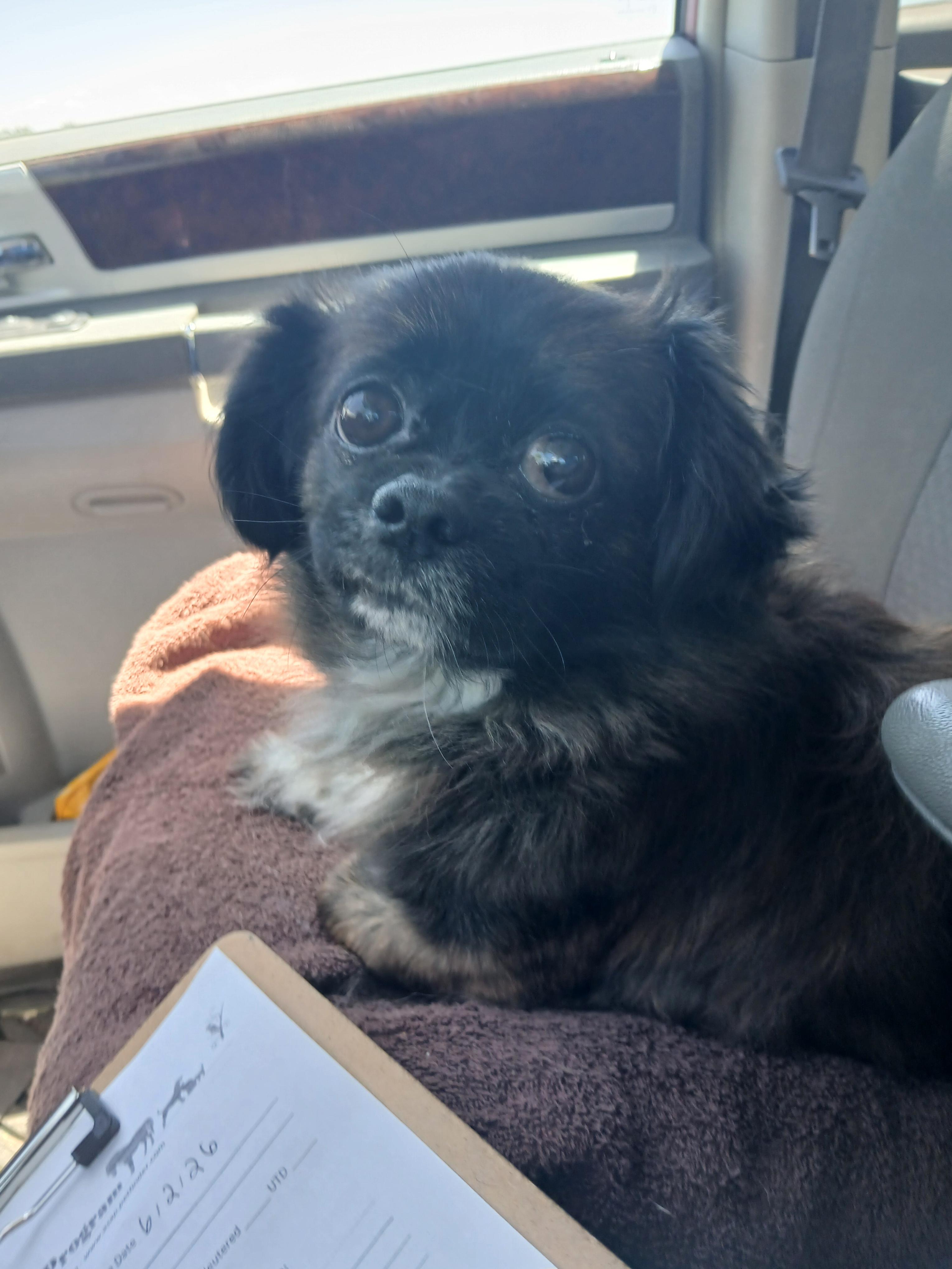 Enlarge Taz, a ADOPTABLE mixed breed in Carey, OH image 2/2