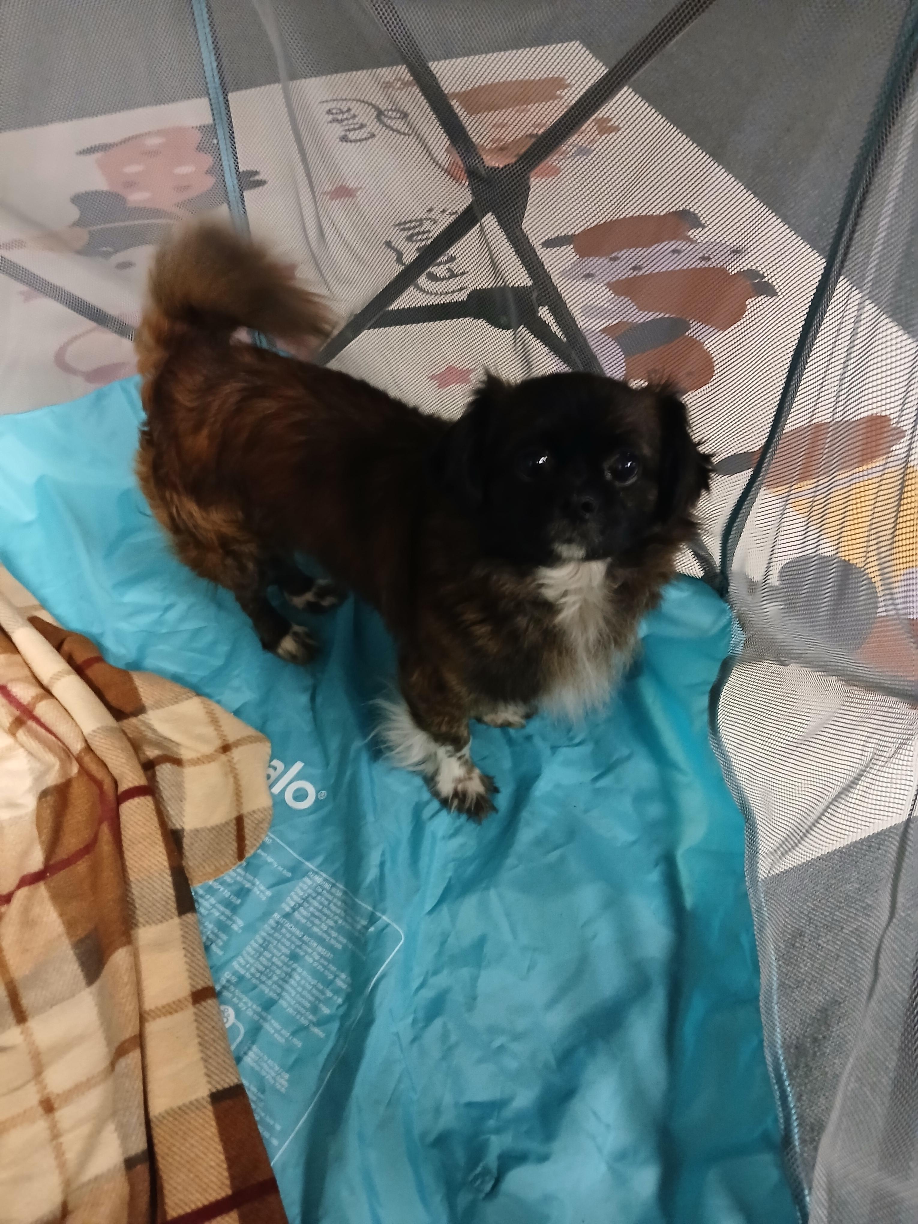 Taz, ADOPTABLE, Adult Male Shih Tzu & Pekingese.
