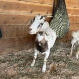 Enlarge Bridget, a Adoptable Nigerian Dwarf in Golden, CO image 2/2