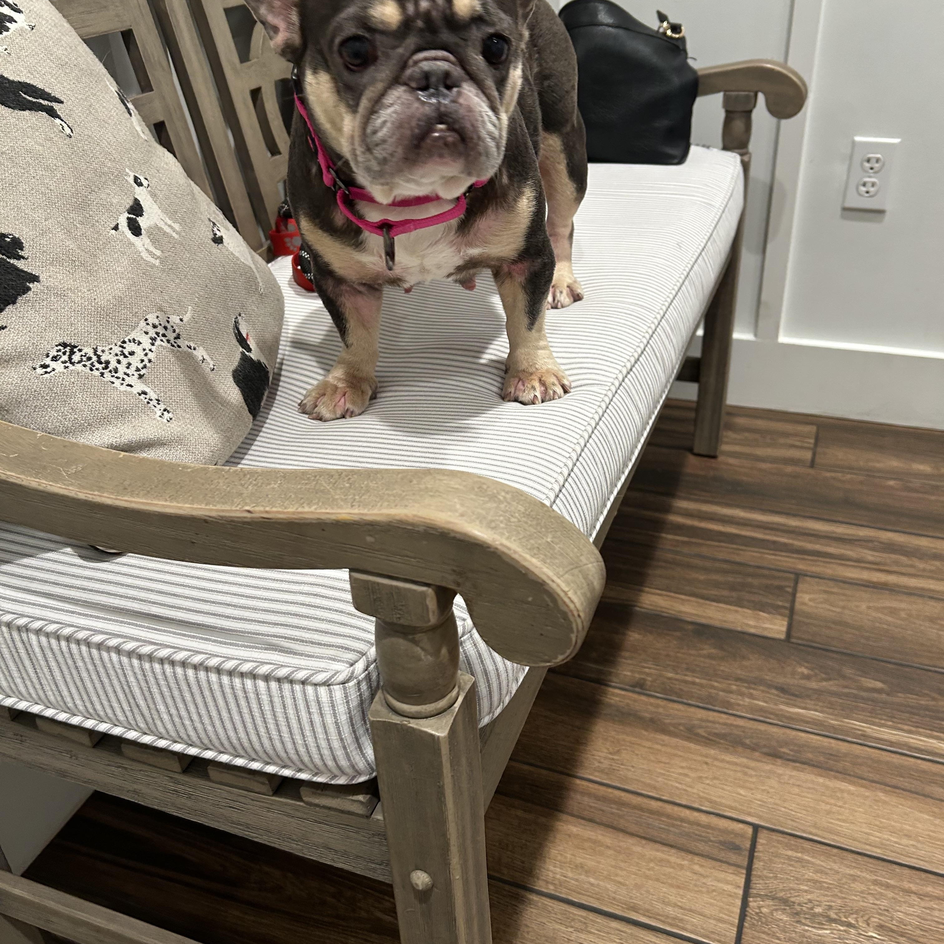 Enlarge Faith , a ADOPTABLE French Bulldog in Palm Coast, FL image 3/4