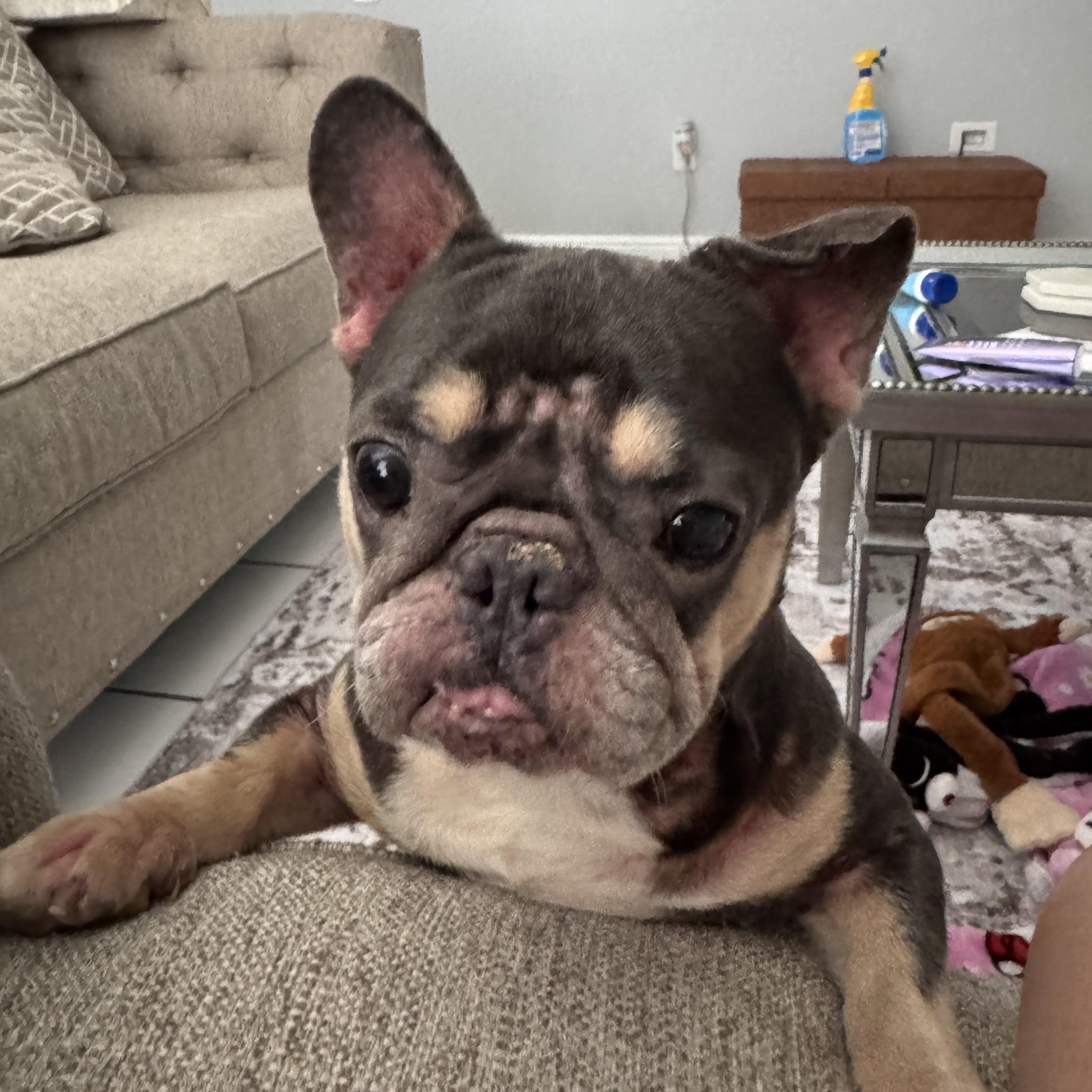 Faith , ADOPTABLE, Adult Female French Bulldog.