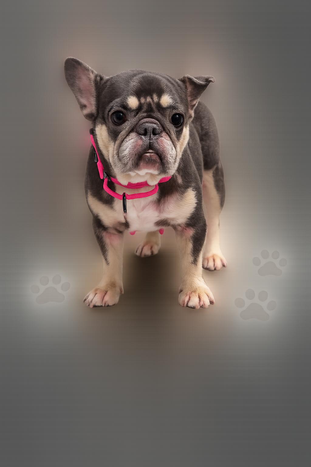 Enlarge Faith , a ADOPTABLE French Bulldog in Palm Coast, FL image 2/4