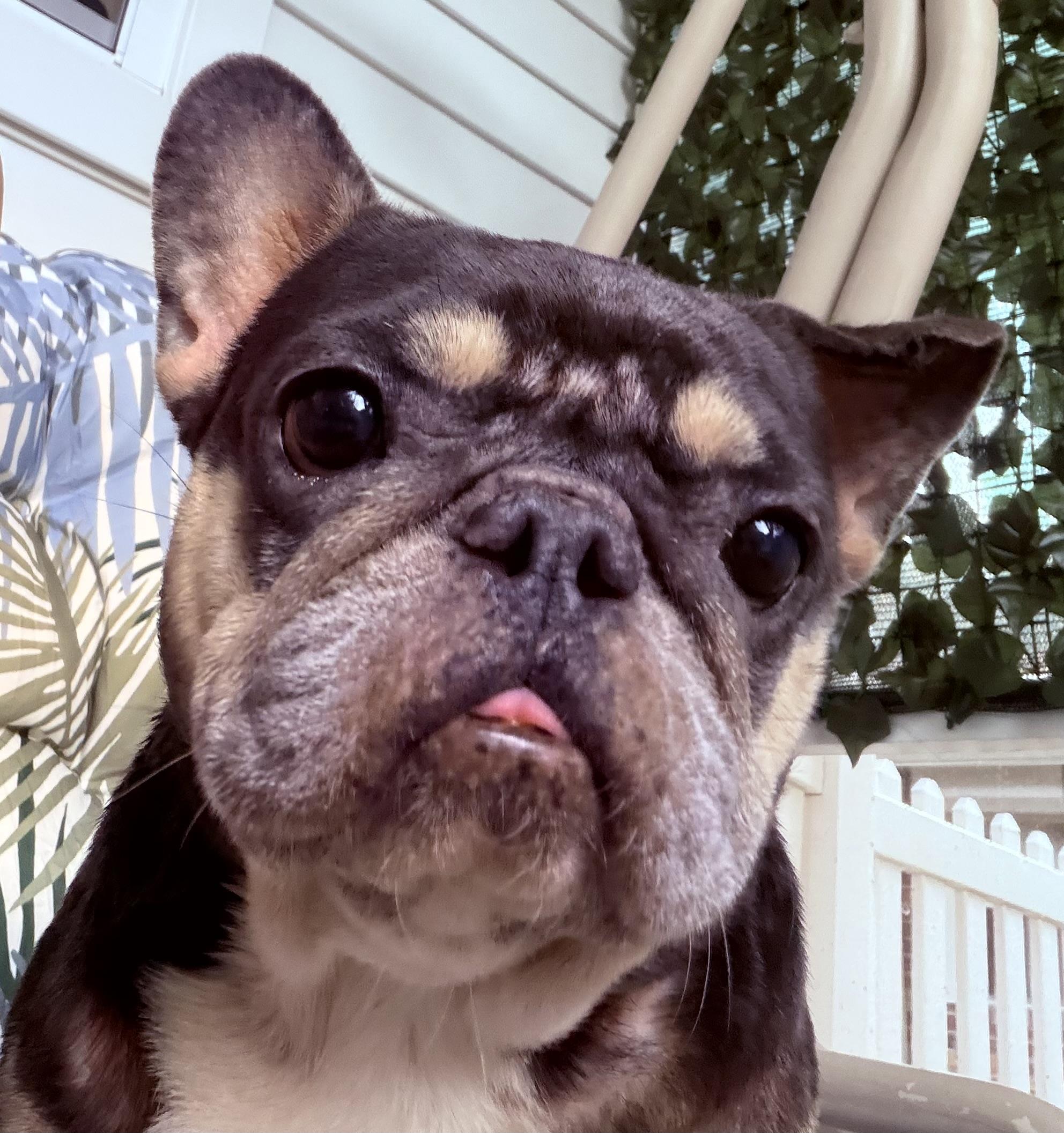 Enlarge Faith , a ADOPTABLE French Bulldog in Palm Coast, FL image 4/4