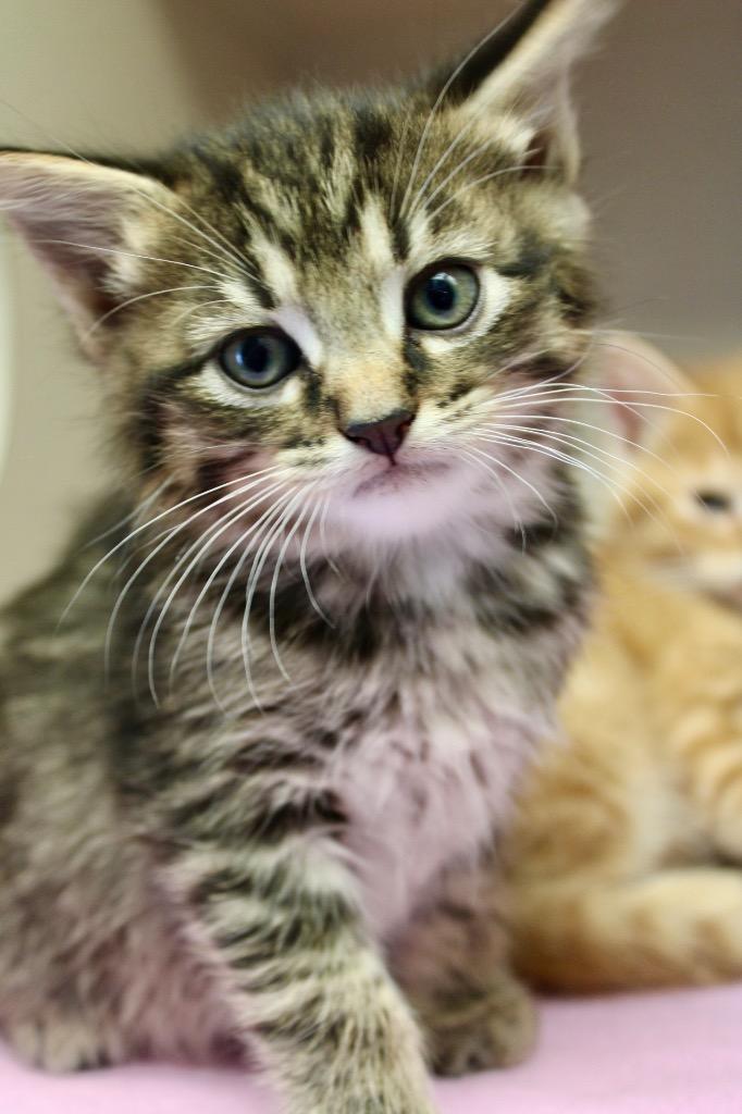 Enlarge Lainey Wilson, a Adoptable mixed breed in Morgantown, KY image 1/1