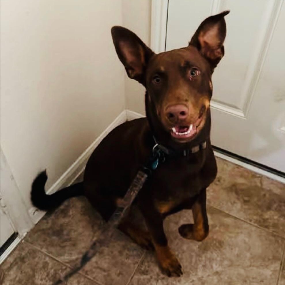 Enlarge Gunner, an adopted mixed breed in Houston, TX image 4/4