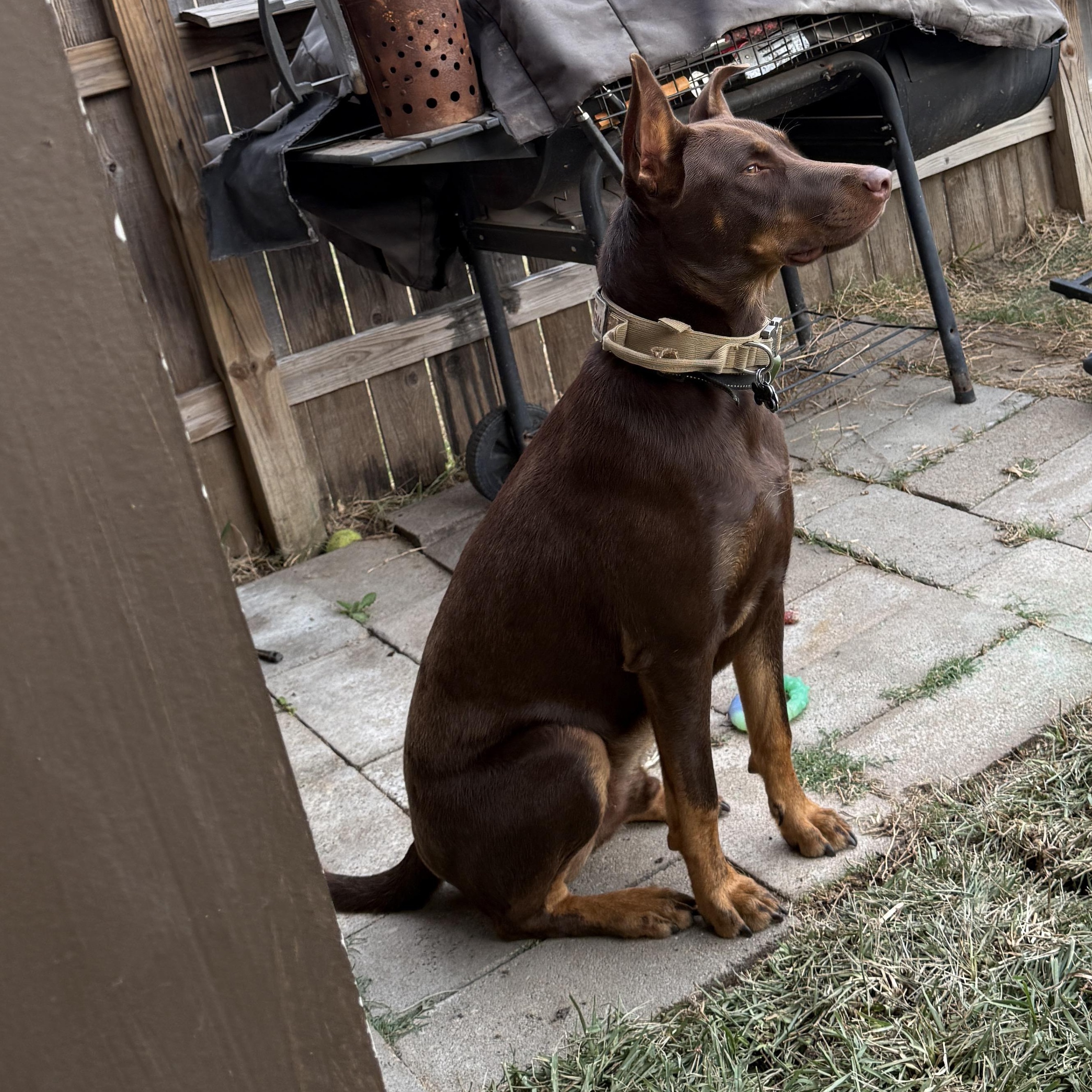 Enlarge Gunner, an adopted mixed breed in Houston, TX image 2/4