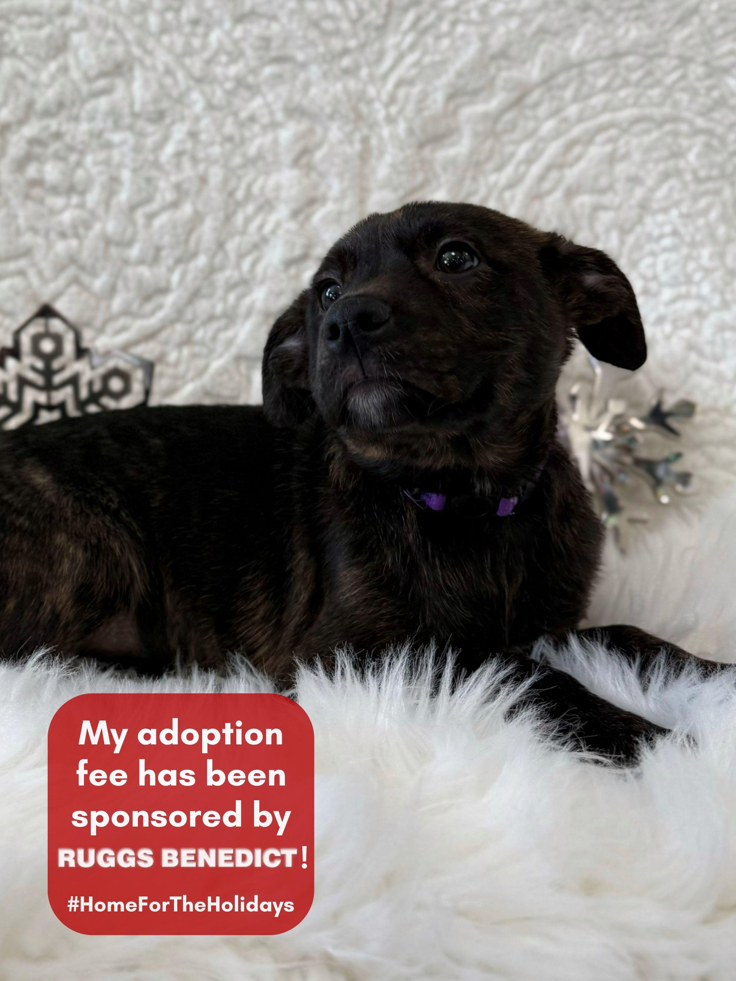 Pump, an adoptable mixed breed in Eagle, CO image 1/6